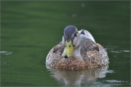 <p>KACHNA DIVOKÁ (Anas platyrhynchos) /Mallard - Stockente/</p>